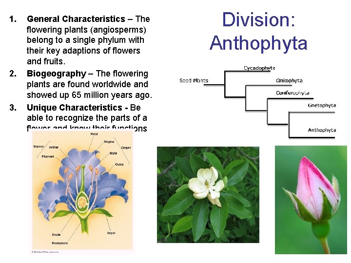 1. 2. 3. General Characteristics – The flowering plants (angiosperms) belong to a single