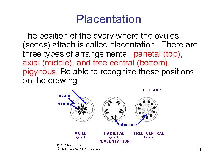 Placentation The position of the ovary where the ovules (seeds) attach is called placentation.