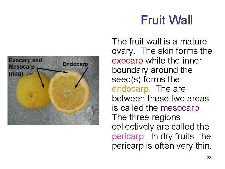 Fruit Wall The fruit wall is a mature ovary. The skin forms the exocarp