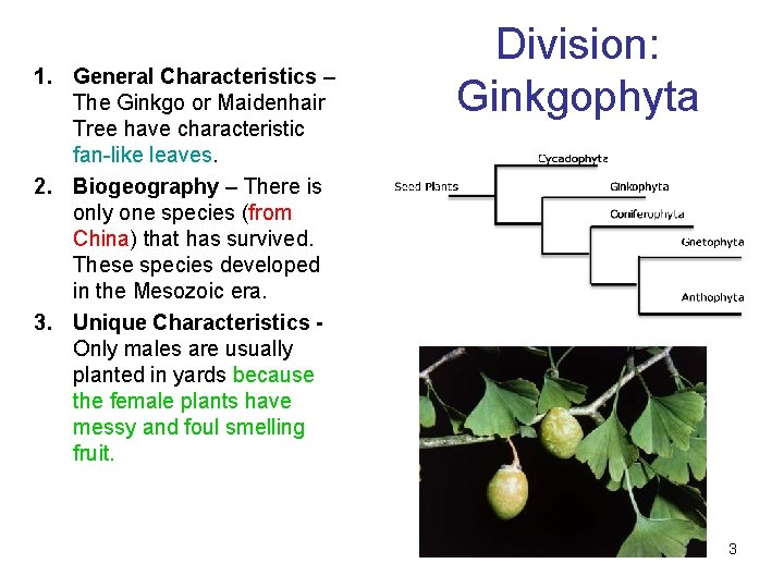 1. General Characteristics – The Ginkgo or Maidenhair Tree have characteristic fan-like leaves. 2.