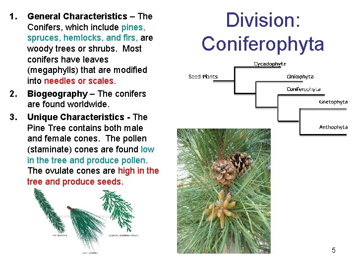 1. 2. 3. General Characteristics – The Conifers, which include pines, spruces, hemlocks, and