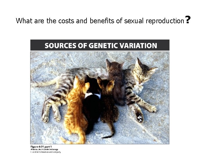 What are the costs and benefits of sexual reproduction? What are the costs and benefits of sexual reproduction?
