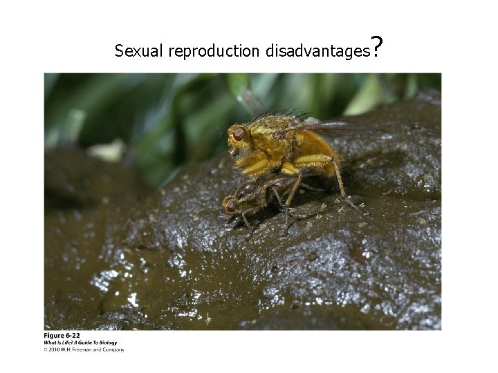 Sexual reproduction disadvantages ? Sexual reproduction disadvantages ?