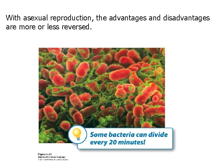 With asexual reproduction, the advantages and disadvantages are more or less reversed. With asexual reproduction, the advantages and disadvantages are more or less reversed.