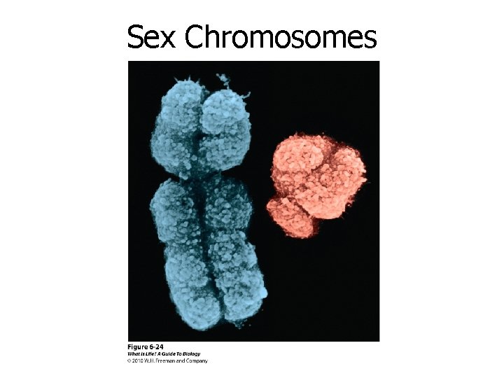 Sex Chromosomes Sex Chromosomes