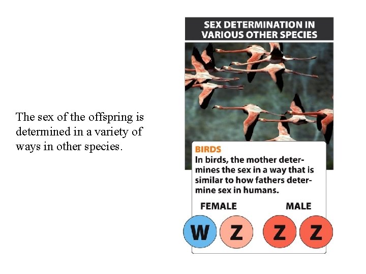 The sex of the offspring is determined in a variety of ways in other The sex of the offspring is determined in a variety of ways in other