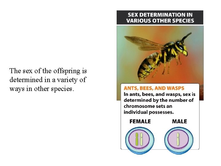 The sex of the offspring is determined in a variety of ways in other The sex of the offspring is determined in a variety of ways in other