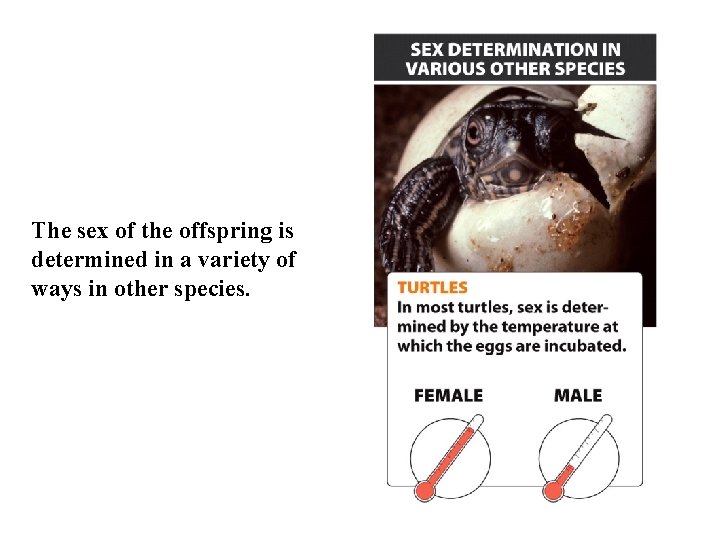 The sex of the offspring is determined in a variety of ways in other The sex of the offspring is determined in a variety of ways in other