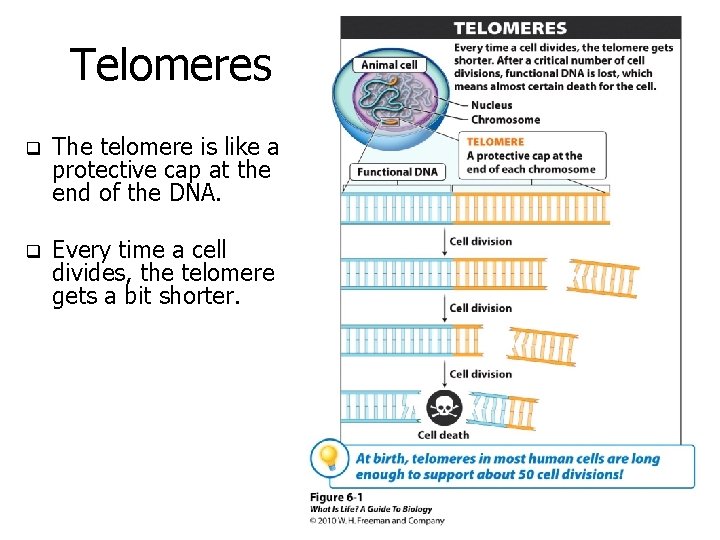 Telomeres q The telomere is like a protective cap at the end of the Telomeres q The telomere is like a protective cap at the end of the
