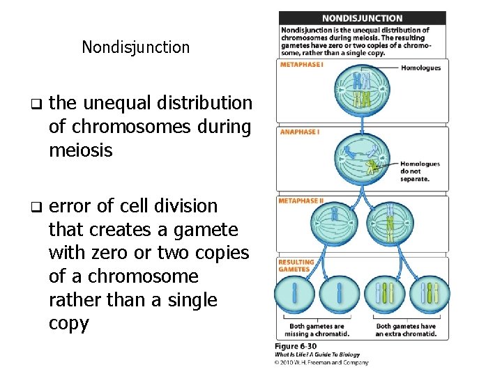 Nondisjunction q the unequal distribution of chromosomes during meiosis q error of cell division Nondisjunction q the unequal distribution of chromosomes during meiosis q error of cell division