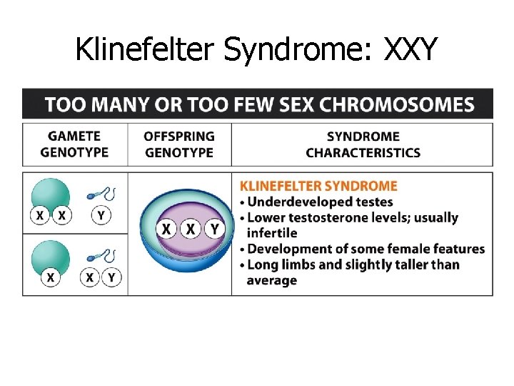 Klinefelter Syndrome: XXY Klinefelter Syndrome: XXY