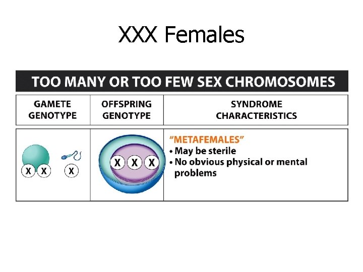 XXX Females XXX Females