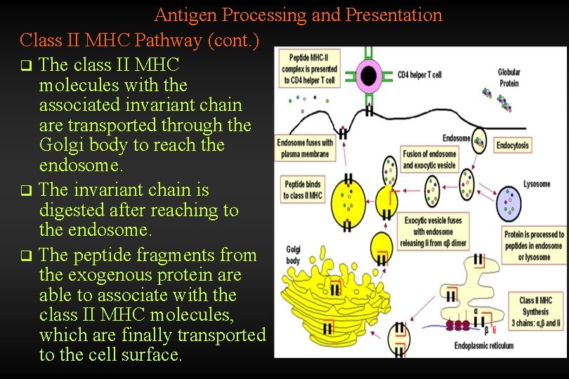Antigen Processing and Presentation Class II MHC Pathway (cont. ) q The class II