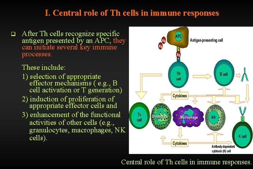 I. Central role of Th cells in immune responses q After Th cells recognize