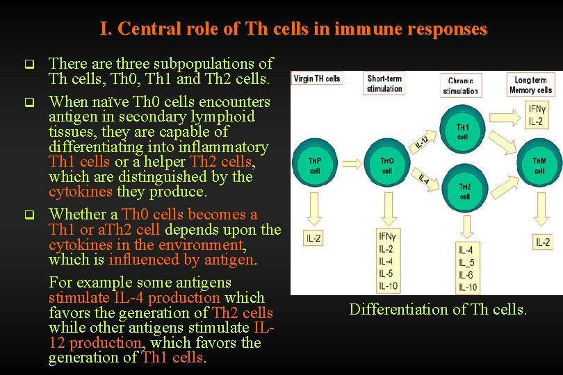 I. Central role of Th cells in immune responses q q q There are