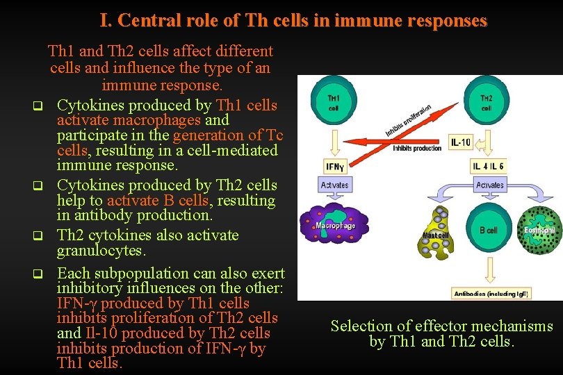 I. Central role of Th cells in immune responses Th 1 and Th 2