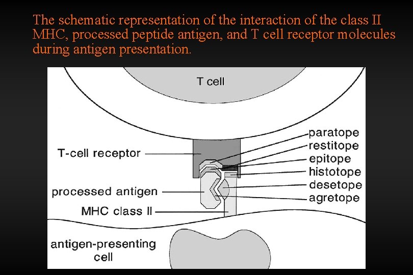 The schematic representation of the interaction of the class II MHC, processed peptide antigen,