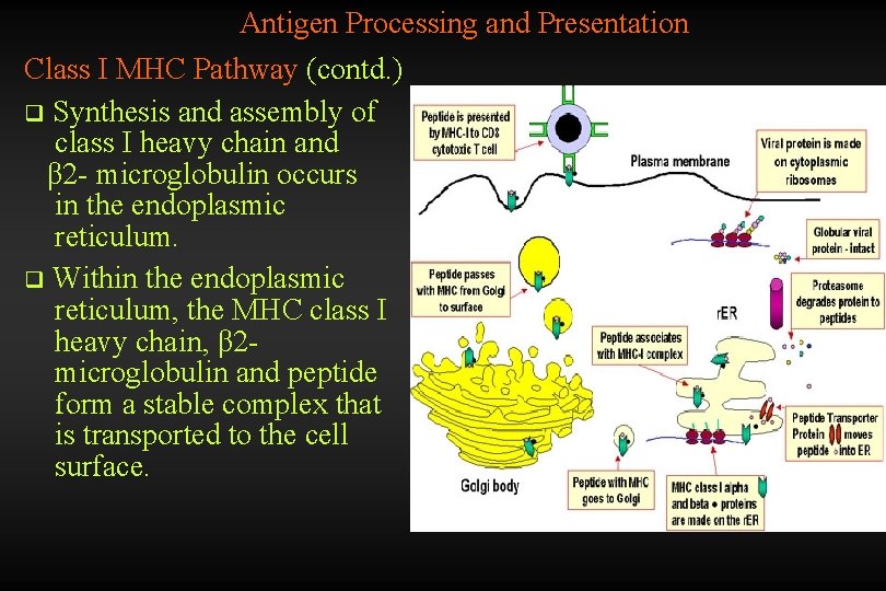 Antigen Processing and Presentation Class I MHC Pathway (contd. ) q Synthesis and assembly