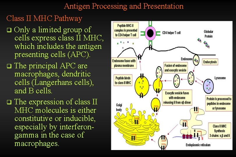 Antigen Processing and Presentation Class II MHC Pathway q Only a limited group of