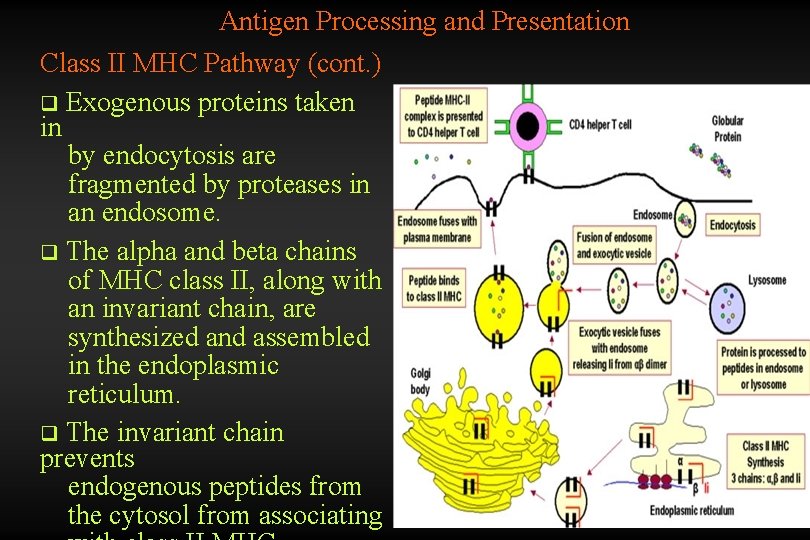Antigen Processing and Presentation Class II MHC Pathway (cont. ) q Exogenous proteins taken