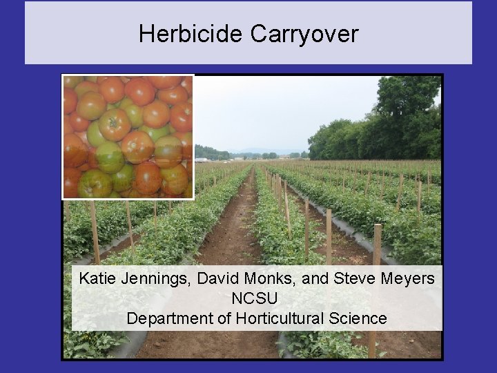 Herbicide Carryover Katie Jennings, David Monks, and Steve Meyers NCSU Department of Horticultural Science