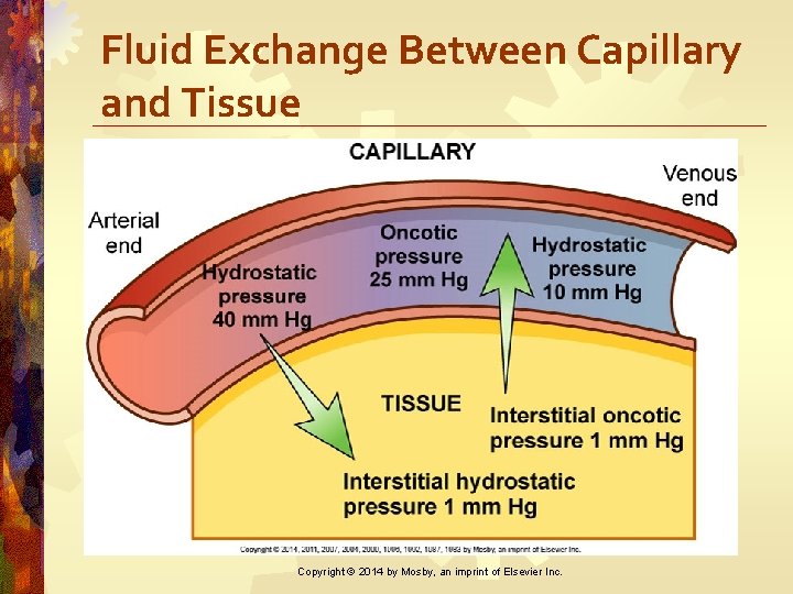 Fluid Exchange Between Capillary and Tissue Copyright © 2014 by Mosby, an imprint of