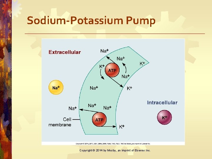 Sodium-Potassium Pump Copyright © 2014 by Mosby, an imprint of Elsevier Inc. 