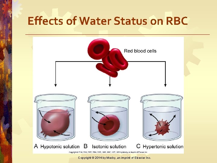 Effects of Water Status on RBC Copyright © 2014 by Mosby, an imprint of