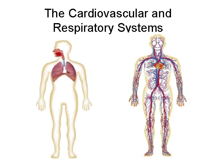 The Cardiovascular and Respiratory Systems 