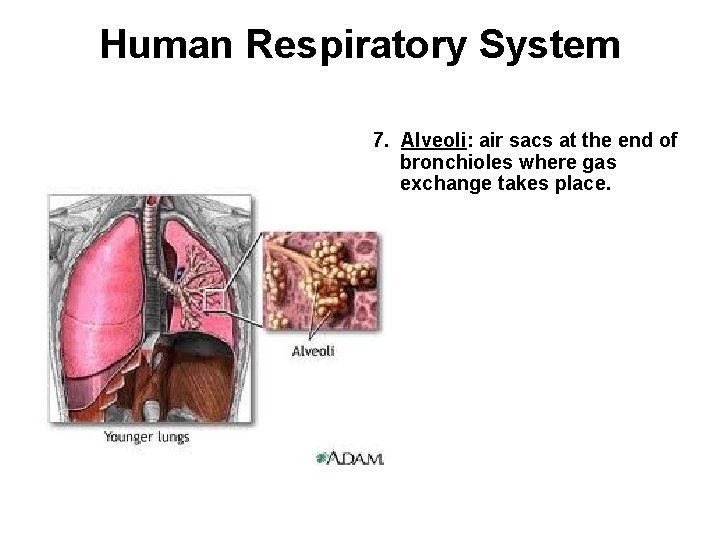 Human Respiratory System 7. Alveoli: air sacs at the end of bronchioles where gas