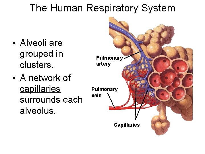 The Human Respiratory System • Alveoli are grouped in clusters. • A network of