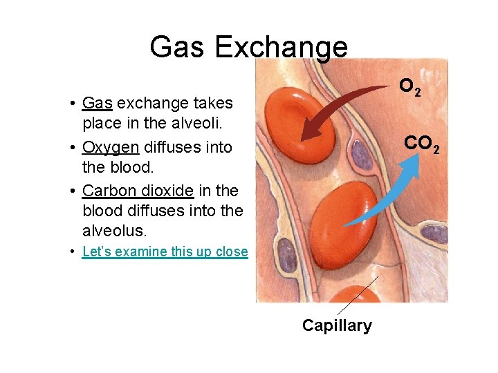 Gas Exchange O 2 • Gas exchange takes place in the alveoli. • Oxygen