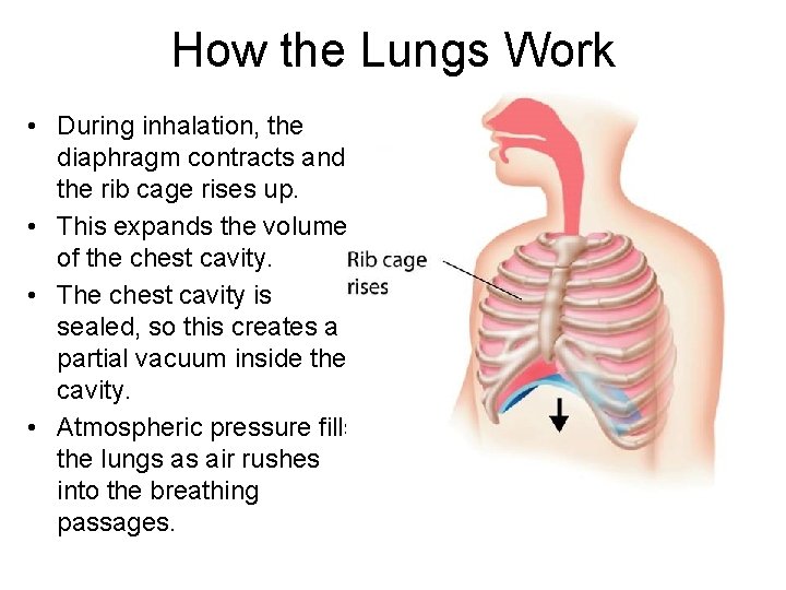 How the Lungs Work • During inhalation, the diaphragm contracts and the rib cage