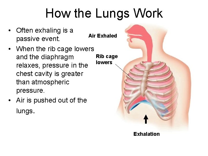 How the Lungs Work • Often exhaling is a Air Exhaled passive event. •