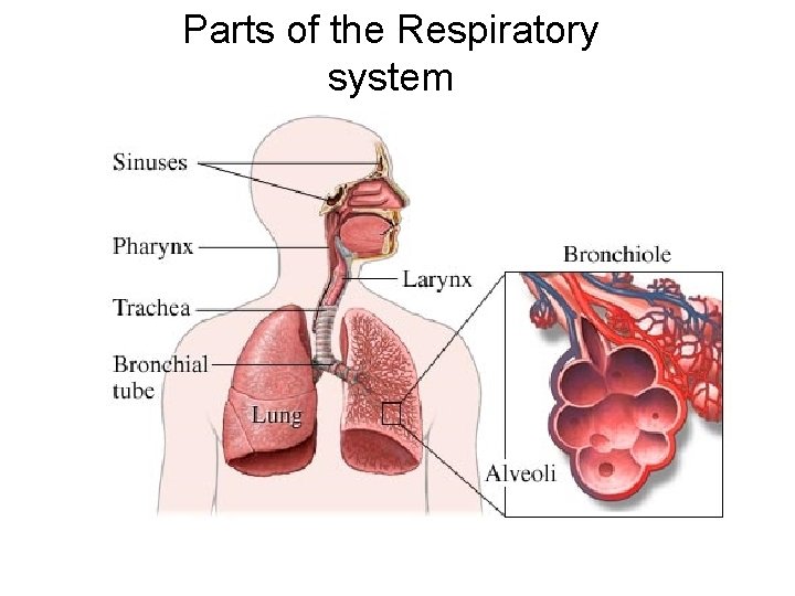 Parts of the Respiratory system 