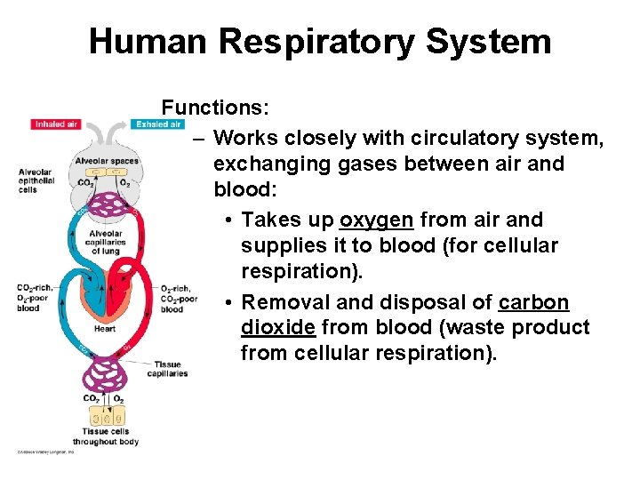 Human Respiratory System Functions: – Works closely with circulatory system, exchanging gases between air