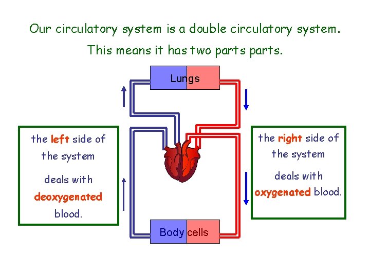 Our circulatory system is a double circulatory system. This means it has two parts.