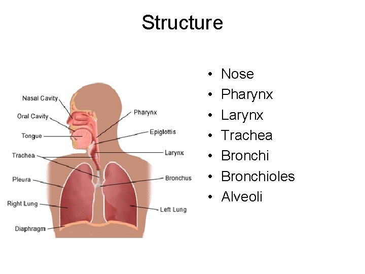 Structure • • Nose Pharynx Larynx Trachea Bronchioles Alveoli 