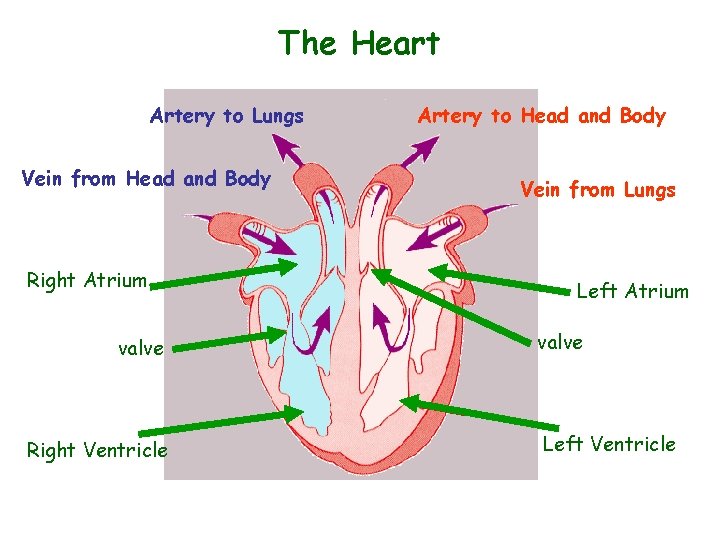 The Heart Artery to Lungs Vein from Head and Body Right Atrium valve Right