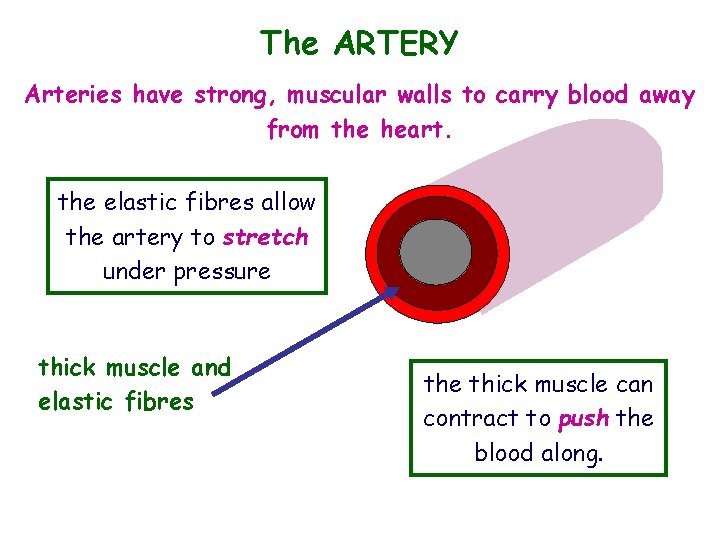 The ARTERY Arteries have strong, muscular walls to carry blood away from the heart.