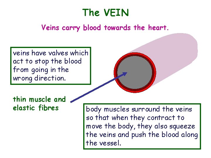 The VEIN Veins carry blood towards the heart. veins have valves which act to