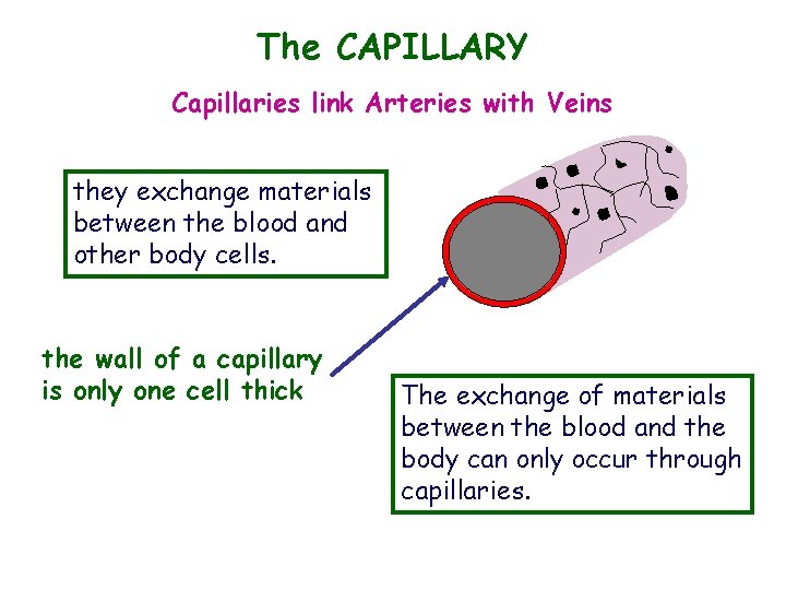 The CAPILLARY Capillaries link Arteries with Veins they exchange materials between the blood and