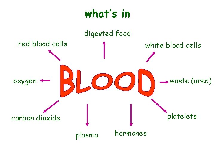 what’s in digested food red blood cells white blood cells oxygen waste (urea) platelets