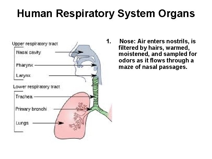 Human Respiratory System Organs 1. Nose: Air enters nostrils, is filtered by hairs, warmed,