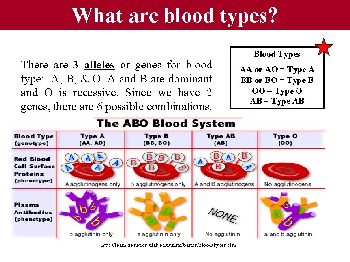 What are blood types? There are 3 alleles or genes for blood type: A,