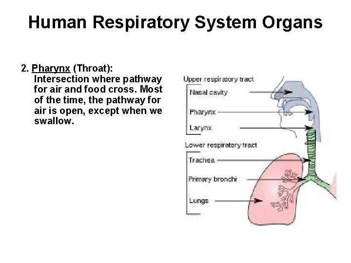 Human Respiratory System Organs 2. Pharynx (Throat): Intersection where pathway for air and food