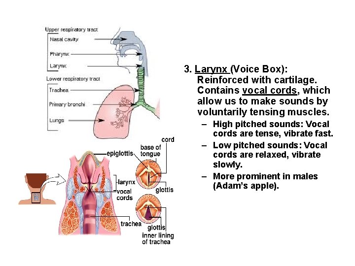 3. Larynx (Voice Box): Reinforced with cartilage. Contains vocal cords, which allow us to