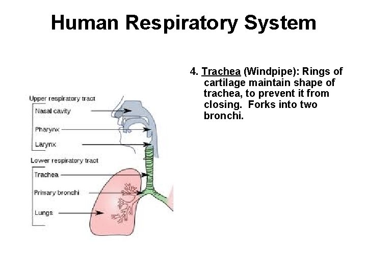 Human Respiratory System 4. Trachea (Windpipe): Rings of cartilage maintain shape of trachea, to