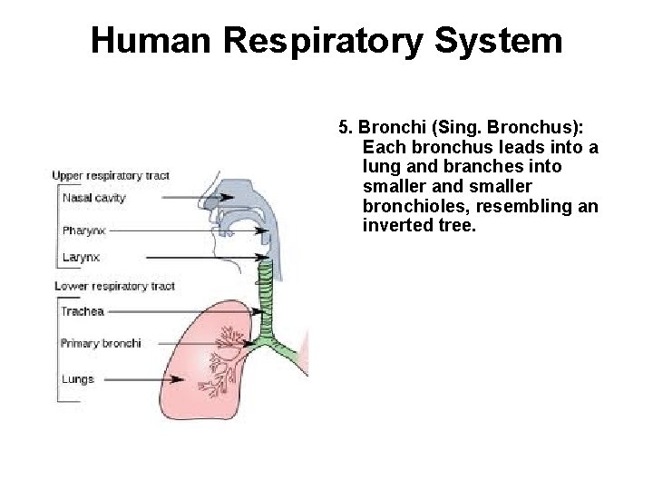 Human Respiratory System 5. Bronchi (Sing. Bronchus): Each bronchus leads into a lung and