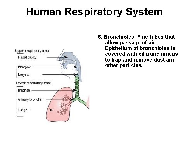 Human Respiratory System 6. Bronchioles: Fine tubes that allow passage of air. Epithelium of